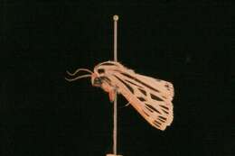 Image of Arge Moth