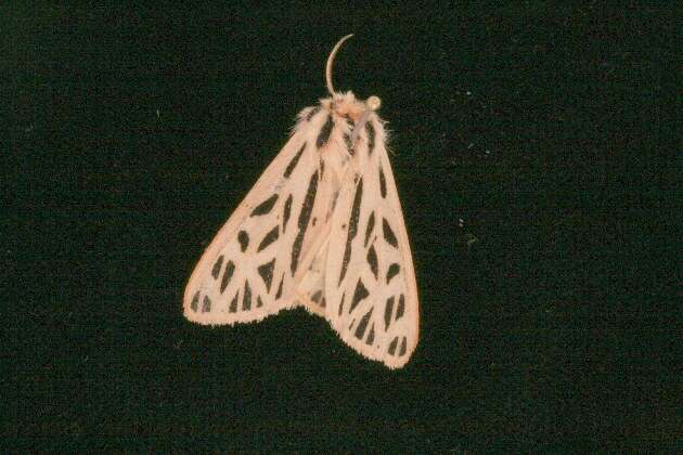 Image of Arge Moth