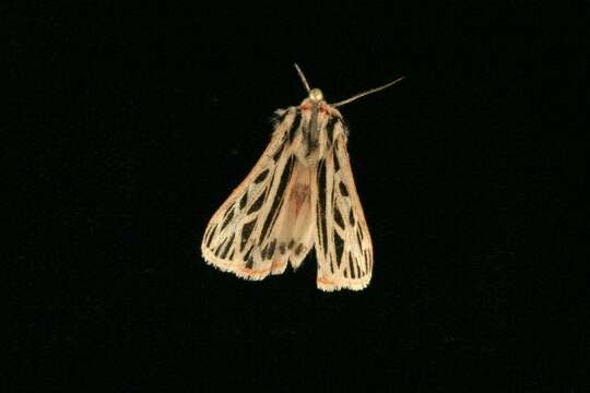 Image of Arge Moth