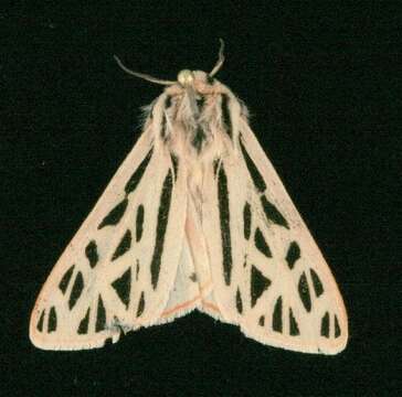 Image of Arge Moth