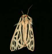 Image of Arge Moth