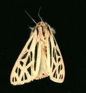 Image of Arge Moth