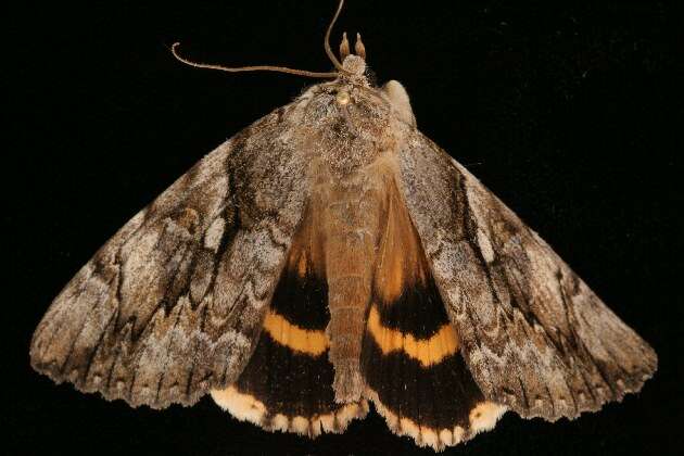 Image of Yellow-banded Underwing