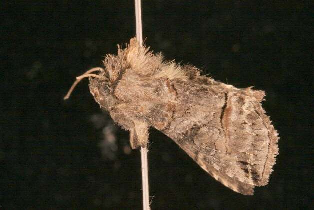 Image of Spectacled Nettle Moth