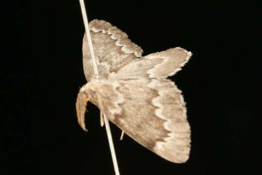 Image de Nepytia semiclusaria Walker 1862