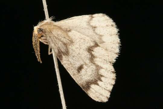 Image de Nepytia semiclusaria Walker 1862