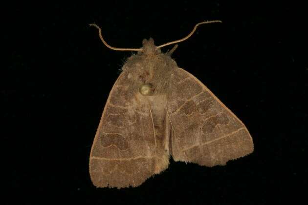Image of Even-lined Sallow