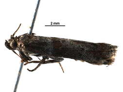 Sciota rubescentella resmi