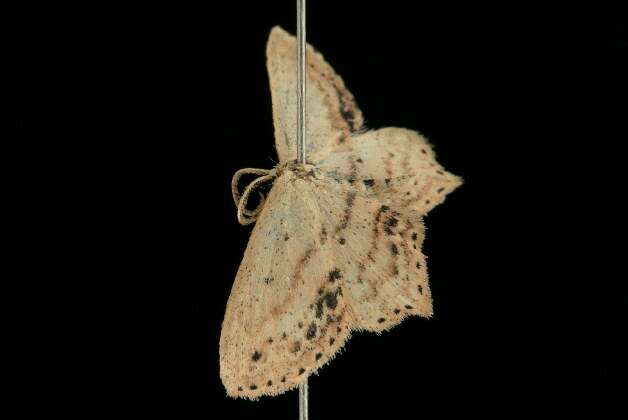 Image of Frosted Tan Wave Moth