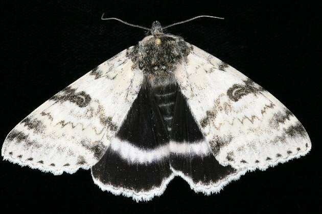 Image of White Underwing, The Relict