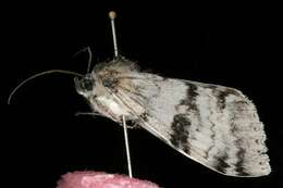 Image of White Underwing, The Relict