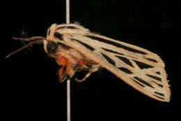 Image of Arge Moth