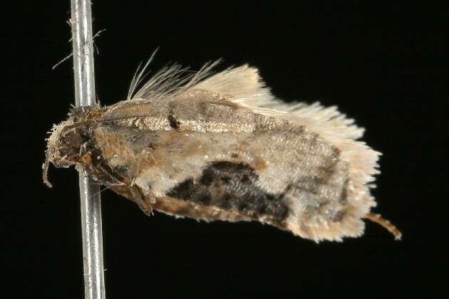 Image of Acleris negundana Busck 1940