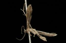 Image of Ragweed Plume Moth