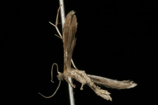 Image of Ragweed Plume Moth