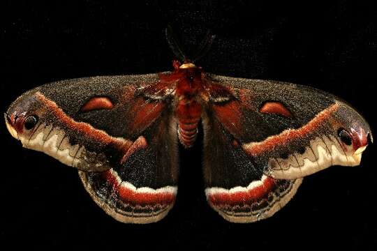 Image of Cecropia Moth