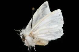 Image of Spilosoma latipennis Stretch 1872