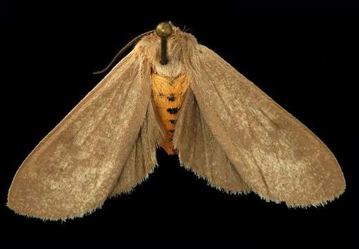 Image of Milkweed Tussock Moth