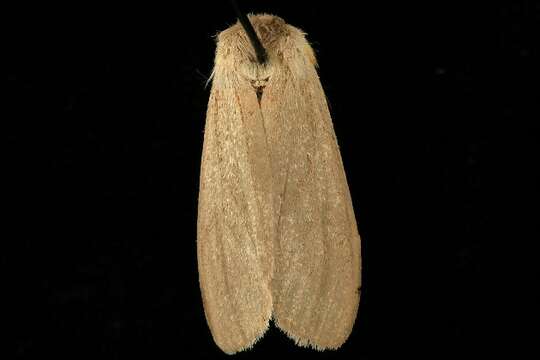 Image of Milkweed Tussock Moth