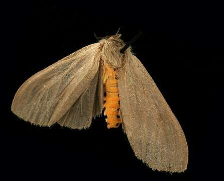 Image of Milkweed Tussock Moth