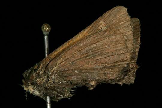 Image of Tawny-edged Skipper