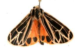 Image of Parthenice Tiger Moth