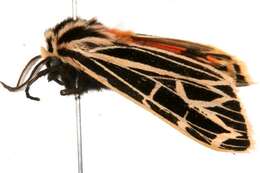 Image of Parthenice Tiger Moth