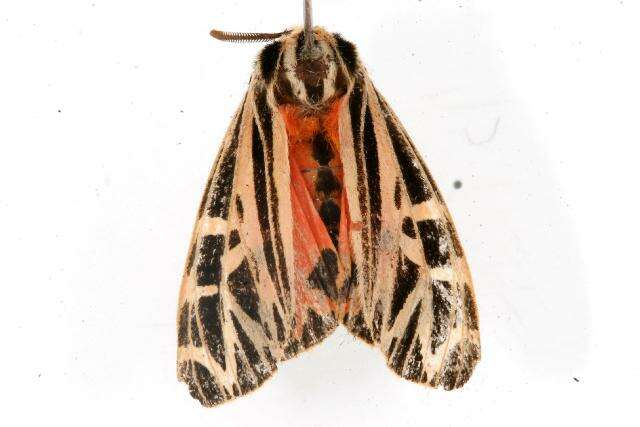 Image of Parthenice Tiger Moth