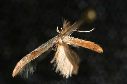 صورة Caloptilia coroniella (Clemens 1864)