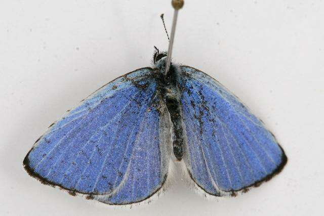 Image of Spring Azure