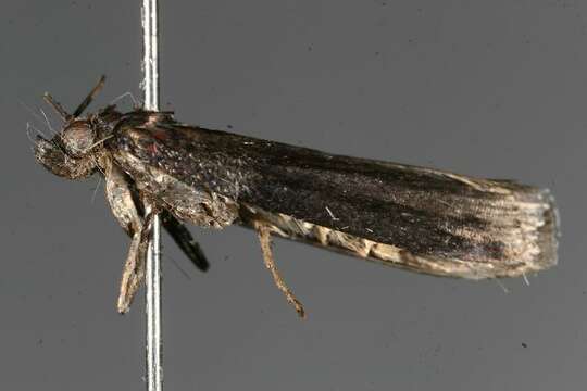 Image of Sciota rubescentella