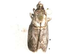 Image of Hickory Shoot Borer Moth