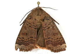 صورة Abagrotis alternata Grote 1864