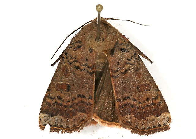 صورة Abagrotis alternata Grote 1864