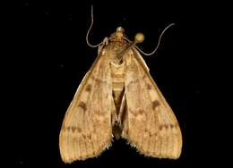 Image of Serpentine Webworm