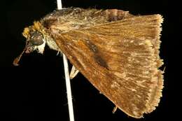 Image of Dun Sedge Skipper