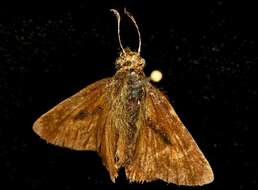 Image of Dun Sedge Skipper