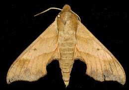 Image of Virginia Creeper Sphinx