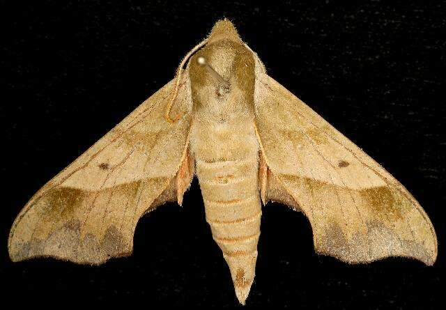 Image of Virginia Creeper Sphinx