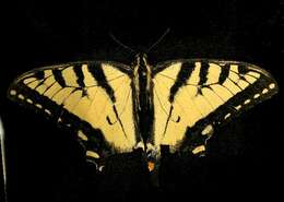 Image of Canadian Tiger Swallowtail