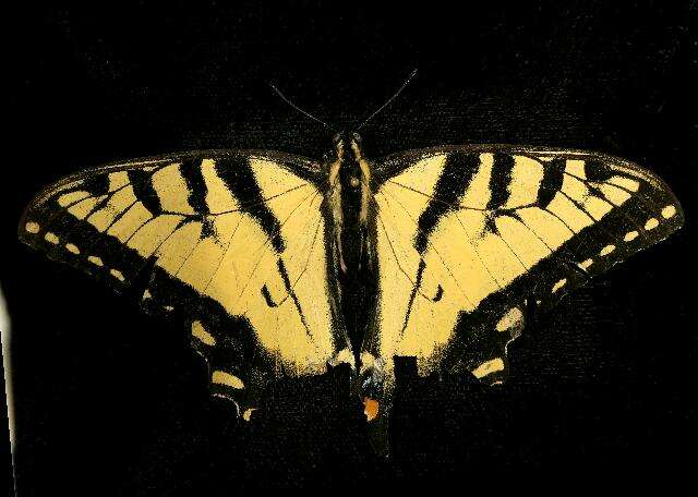 Image of Canadian Tiger Swallowtail