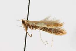 Image of Caloptilia packardella (Chambers 1872)