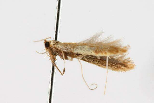 Image of Caloptilia packardella (Chambers 1872)