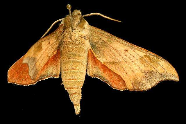 Image of Virginia Creeper Sphinx