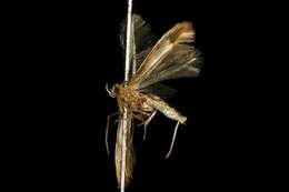 Image of Caloptilia packardella (Chambers 1872)