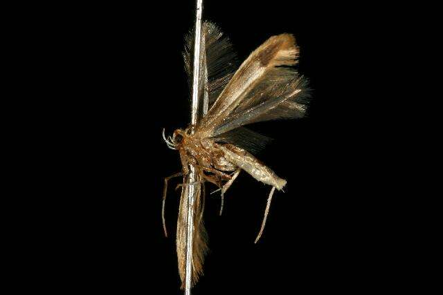 Image of Caloptilia packardella (Chambers 1872)