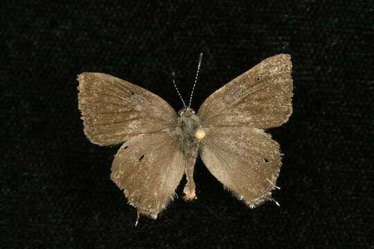 Image of Banded Hairstreak