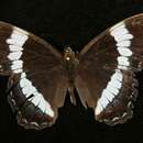 Image of Limenitis arthemi arthemis