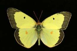 Image of Clouded sulphur