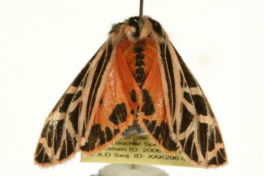 Image of Parthenice Tiger Moth